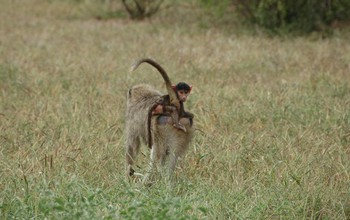An adult female baboon with her two-month-old infant